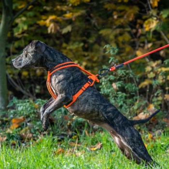 Preview: SOFTY Geschirr - Größe 8 - orange/schwarz